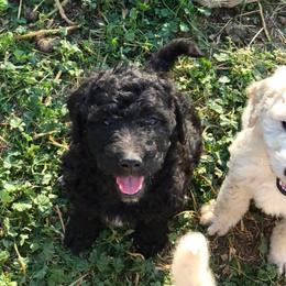 Goldendoodle and Poodle Puppies from 406 Poodles and Doodles