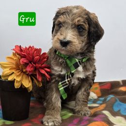 Gru - Sable male Bernedoodle puppy in Neillsville, Wisconsin from Granton Creek