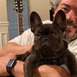 French Bulldog Puppies from Bleu Rock French Bulldogs