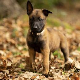 Belgian Malinois from Vanriothas