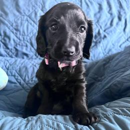 Sugar - Black female Dachshund puppy in Ocala, Florida from Weenie Boops
