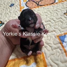 Koda - Parti male Yorkshire Terrier puppy in Dierks, Arkansas from Yorkie’s Klassie Kreations