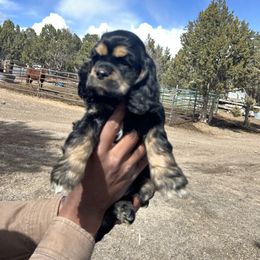 Cocker Spaniel Puppies from Hidden Valley Cocker Spaniels