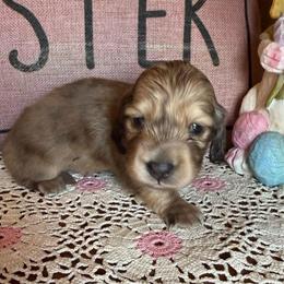 Bubs - Cream male Dachshund puppy in Perryville, Maryland from Heavenly Heritage Dachshunds and Doods