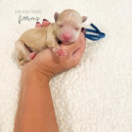 Blue - Apricot male Maltipoo puppy in Huntsville, Texas from Nelson Creek Farms