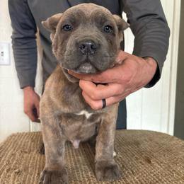 Loki - Gray brindle male Cane Corso puppy in Jones, Michigan from Woodlands Cane Corso