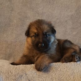 German Shepherd Puppies from Shepherd's Watch