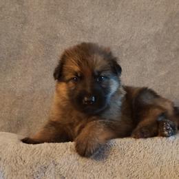 German Shepherd Puppies from Shepherd's Watch