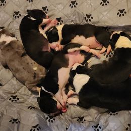 Mantle Female 1 - Mantle female Great Dane puppy in Gig Harbor, Washington from Lakaya Danes