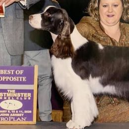 English Springer Spaniels from Sandy Paws English Springer Spaniels