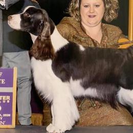 English Springer Spaniels from Sandy Paws English Springer Spaniels