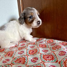 Girl 2 - Dapple female Dachshund puppy in Woodlake, California from Wild West Weenies