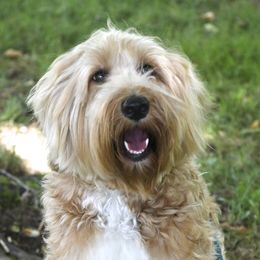 Lily - Australian Labradoodle