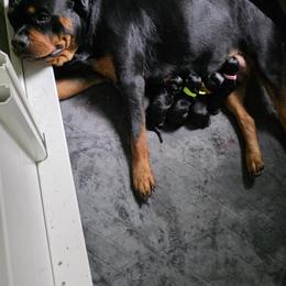 Rottweiler Puppies from Rottbies