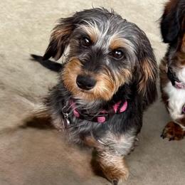 Ginger - Dachshund