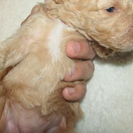 Goldendoodle and Poodle Puppies from David & Patricia Elliott