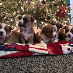 Portuguese Podengo Pequeno Puppies from A-Lines Portuguese Podengo Pequenos