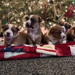 Portuguese Podengo Pequeno Puppies from A-Lines Portuguese Podengo Pequenos