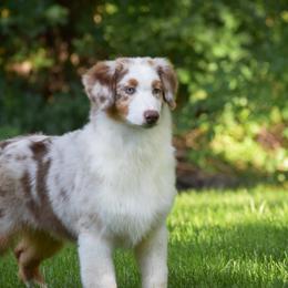 Bella - Red merle female Australian Shepherd puppy in Pilot, Virginia from Obsidian Australian Shepherd