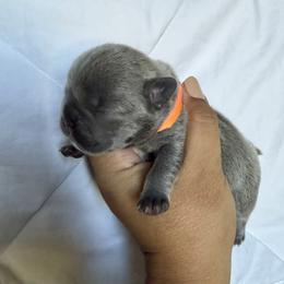 Jerome orange collar - Blue male French Bulldog puppy in Cordes Lakes, Arizona from Puppy Love AZ