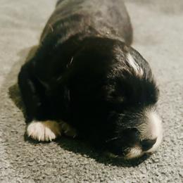 Boy 2 - Black phantom male Aussiedoodle puppy in Melrose, Florida from Howdilly Doodley