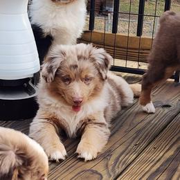 Jangle - Red merle male Miniature Australian Shepherd puppy in Philpot, Kentucky from Miller Hill Mini American Shepherds and Mini Australian Shepherds