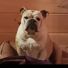 Guss - Bulldog