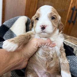 Oak - Apricot male Goldendoodle puppy in Gilbert, Arizona from Doodle Bliss
