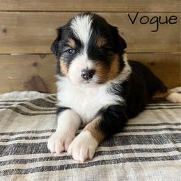 Vogue - Black tri-color female Australian Shepherd puppy in Kearney, Nebraska from Helix Aussies