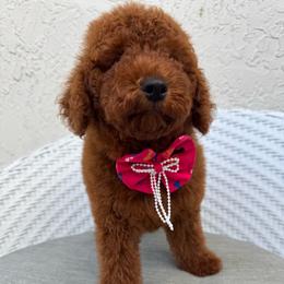 Goldendoodle puppies from Daviegoldendoodles