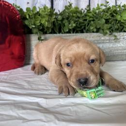 Lime Green - Yellow female Labrador Retriever puppy in Newton Grove, North Carolina from Wayalife Labradors & Gsp’s
