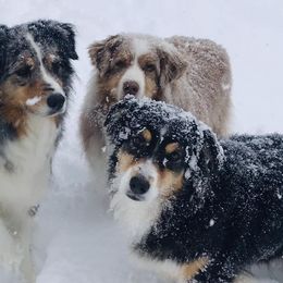 Australian Shepherds and Border Collies from Olde Bay Australian Shepherds