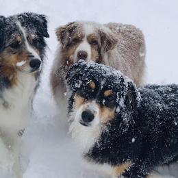 Australian Shepherds and Border Collies from Olde Bay Australian Shepherds
