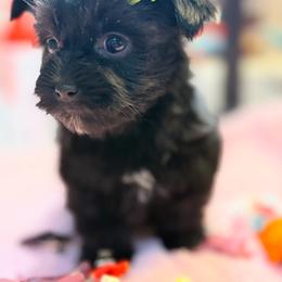 Gezza - Black female Morkie puppy in Florence, Kentucky from 4paws4ever by Design