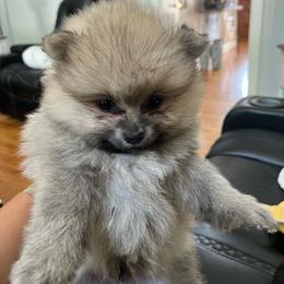 Hank - Cream sable male Pomeranian puppy in Randleman, North Carolina from Luxurious Poms