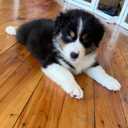 Aslan (1 blue eye) - Black tri-color male Australian Shepherd puppy in Terryville, Connecticut from Spirited Aussies