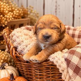 Cornbread - Red  male Goldendoodle puppy in Atwood, Oklahoma from Luxe Doodle Haven