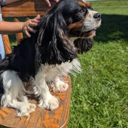Rose - Tri-color female Cavalier King Charles Spaniel puppy in Wooster, Ohio from TLC Pups
