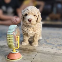 Gray - Caramel cream Australian Labradoodle puppy in Webster, Florida from Pemberley House Australian Labradoodles