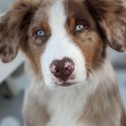Australian Shepherds from Cimmarun Farm Aussies