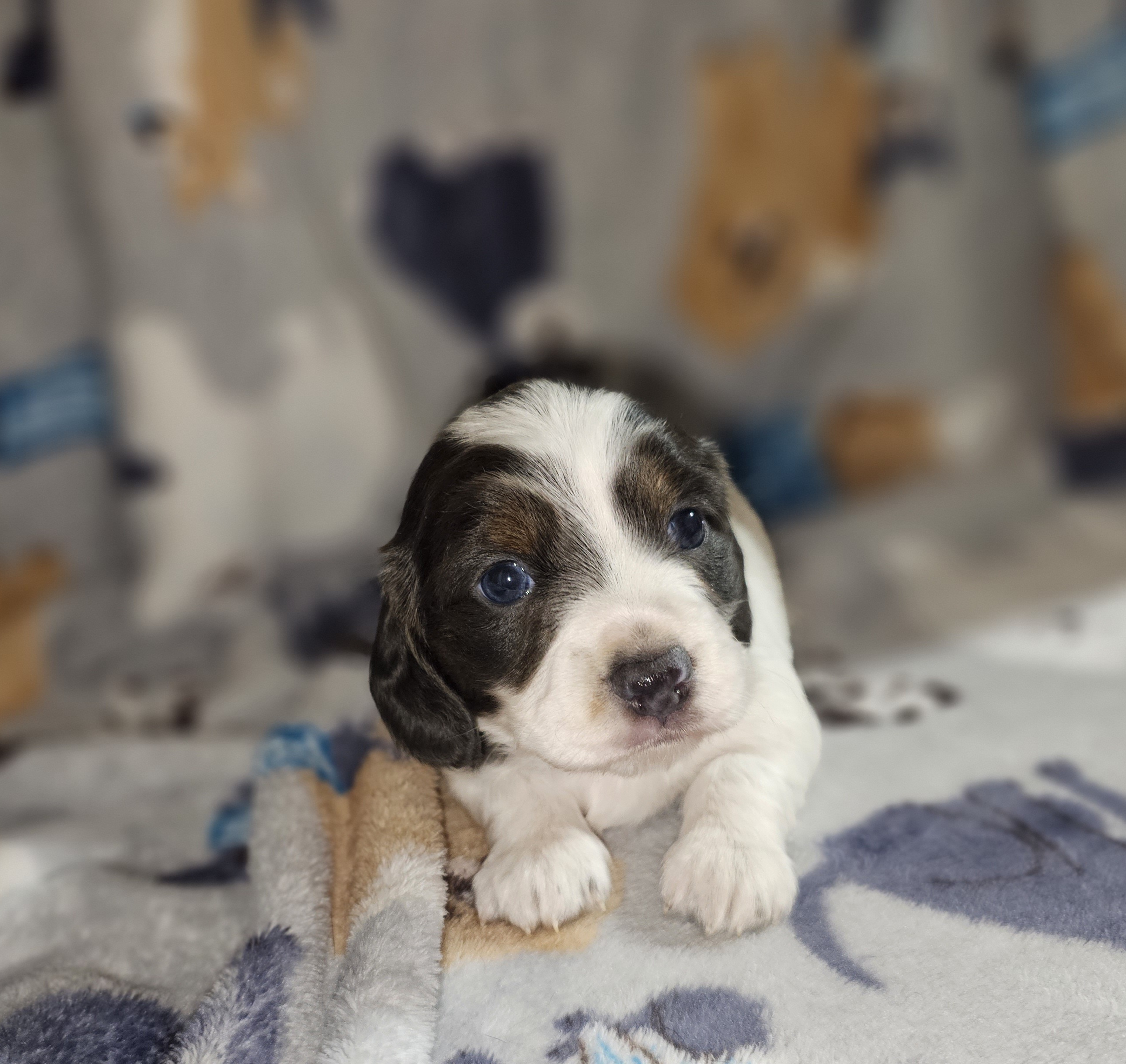 Dachshund and Poodle Puppies from Norman's Mini doxies