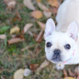 French Bulldogs and Pugs from Felzar