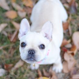 French Bulldogs and Pugs from Felzar