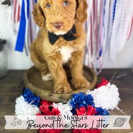 Orion - Red  male Goldendoodle puppy in Anderson, South Carolina from Brinkerhoff Doodle Farm