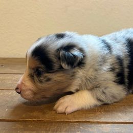 Boy # 6 - Australian Shepherd puppy in Oregon from Royal Australian Shepherds