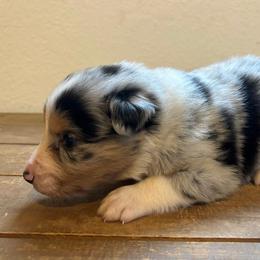 Boy # 6 - Australian Shepherd puppy in Oregon from Royal Australian Shepherds