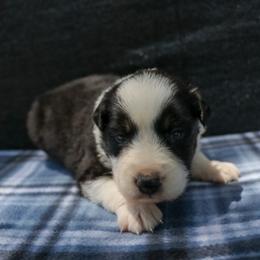 Zexter - Black tri-color male Australian Shepherd puppy in Yulee, Florida from Towkach Mini Ranch