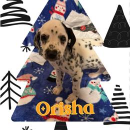 LUA Orisha - White and black female Dalmatian puppy in Las Vegas, Nevada from 101 Dew Dream Valley Dalmatians