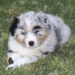 Australian Shepherds from Madalay Aussies