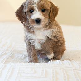 Rip - Red  male Goldendoodle puppy in Sallisaw, Oklahoma from Huddle Puppies